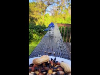 this video will definitely reduce your anxiety level
