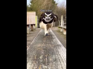 owls are just cats with wings