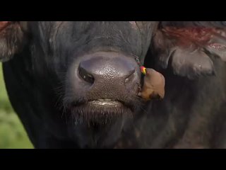 video file