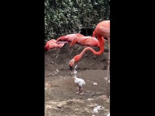 baby flamingo undergoes food mining