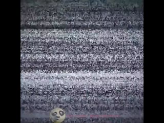 he entered the moment. forehead | @videfunny