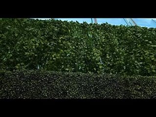 240p h264 (68)