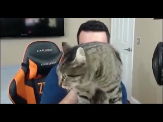do you lead streams? do not shine the audience of your cat, otherwise you will put yourself in an absurd light.