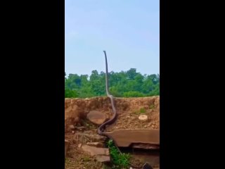 vine | @videfunny