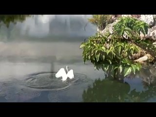 240p h264 (38)
