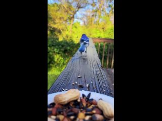 video from telegram